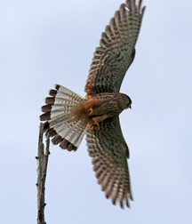 Small pets around Squiltown boys porn art 60fc66c64a772.jpg