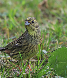 Small pets around Squiltown boys porn art 60fc66ce84cc1.jpg