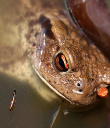 Small pets around Squiltown boys porn art 60fc66d251c25.jpg