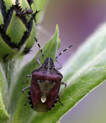 Small pets around Squiltown boys porn art 60fc66d7a2066.jpg