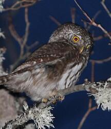 Small pets around Squiltown boys porn art 60fc66db79f85.jpg