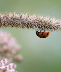 Small pets around Squiltown boys porn art 60fc66df24963.jpg