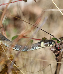 Small pets around Squiltown boys porn art 60fc66e31c215.jpg