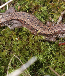 Small pets around Squiltown Gay Porn 615f500810fa0.jpg