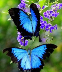 Harvesting of Saps Art Twink Tube 621934e5a344f.jpg