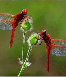 Harvesting of Saps Art Twink Tube 621934e8c3236.jpg