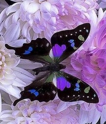 Harvesting of Saps Art Twink Tube 621934ecbd26c.jpg