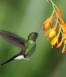 Harvesting of Saps Art Twink Tube 621934f0ad8f6.jpg