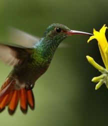 Harvesting of Saps Art Twink Tube 621934f4d4253.jpg