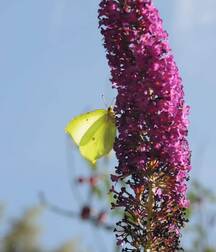 Harvesting of Saps Art Twink Tube 621934f8aba9c.jpg