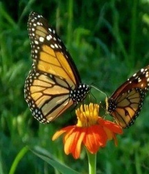 Harvesting of Saps Art Twink Tube 621934fce53af.jpg