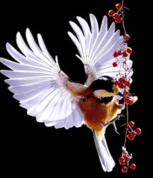 Harvesting of Saps Art Twink Tube 621935013d480.jpg