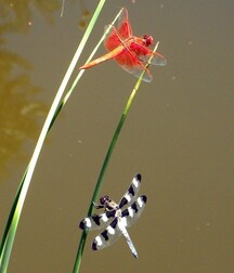 Harvesting of Saps Art Twink Tube 6219350553fa7.jpg