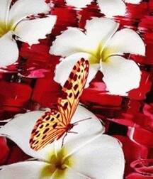 Harvesting of Saps Art Twink Tube 62193509501eb.jpg