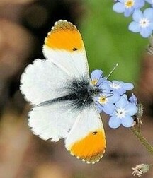 Harvesting of Saps Art Twink Tube 6219350d52ac6.jpg