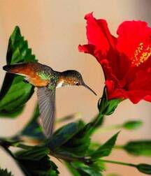 Harvesting of Saps Art Twink Tube 621935111bd42.jpg