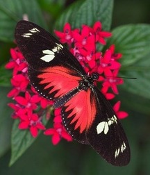 Harvesting of Saps Art Twink Tube 62193514ee09b.jpg