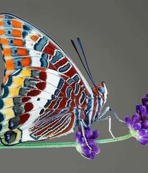 Harvesting of Saps Art Twink Tube 6219351900744.jpg