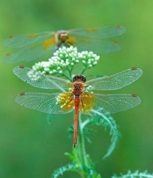 Harvesting of Saps Art Twink Tube 6219351ea9de2.jpg