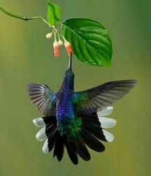 Harvesting of Saps Art Twink Tube 621935226fe70.jpg