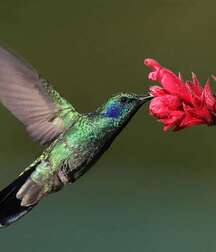 Harvesting of Saps Art Twink Tube 62193526358af.jpg