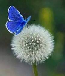 Harvesting of Saps Art Twink Tube 62193529ef3df.jpg