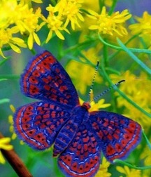 Harvesting of Saps Art Twink Tube 6219352e49e37.jpg