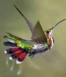 Harvesting of Saps Art Twink Tube 621935320b0b9.jpg