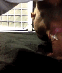 Gifts of Gifs 5a9ee54b4d060.gif