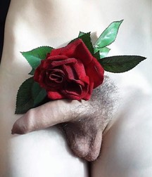 my favs cocks 5929a8d157e20.jpg