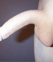 my favs cocks 5929a8e39b0d4.jpg