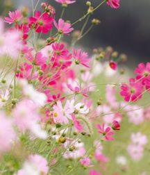 Mix of Pictures and Gifs No.41 59551a00043af.jpg