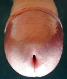 Penis POV 001 5db9fbb813b7a.jpg