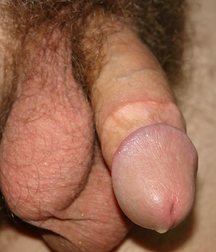 Elachin 5978d39435ed5.jpg
