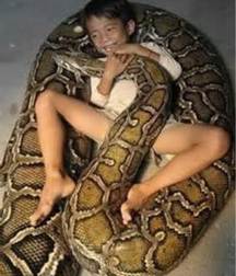 REPTILIAN BOYS 599dee0856963.jpg