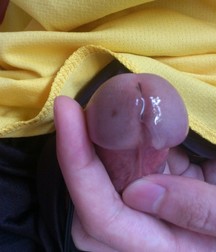 I want too suck this cocks 5a2e99996553c.jpg