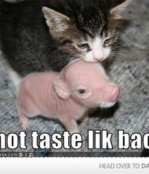 UNCLE ERNIE'S MIX-IT-UP LIV 59a74b647a583.jpg