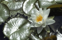 ERNIE'S MIX-IT-UP CVIII 59b7ef03113e5.gif