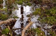 ERNIE'S MIX-IT-UP 59c29edc84f9a.gif