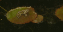 ERNIE'S MIX-IT-UP CXXXV 59c43e734d169.gif
