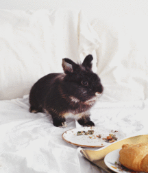 ERNIE'S MIX-IT-UP CXXXV 59c4426bed3ab.gif