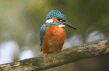 ERNIE'S MIX-IT-UP 59c590afb9298.gif