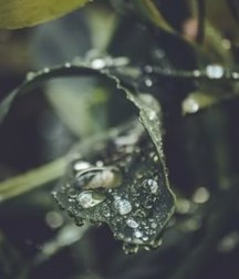 Uncle Ernie's Boner Makers 3 59e7eb4fbff77.jpg