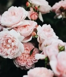 Uncle Ernie's Boner Makers 3 59e7eb8317fc0.jpg