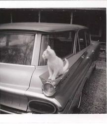 Uncle Ernie's Boner Makers 6 59e8abae4921e.jpg