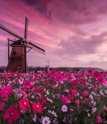 Uncle Ernie's Boner Makers 