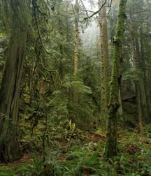 Uncle Ernie's Boner Makers 9 59e9356feda81.jpg