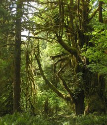 Uncle Ernie's Boner Makers 9 59e937f6a23be.jpg