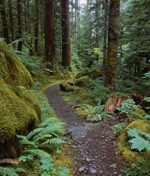 Uncle Ernie's Boner Makers 9 59e9384741ae4.jpg