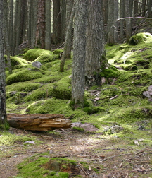 Uncle Ernie's Boner Makers 9 59e938cac2478.jpg